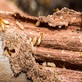 Forest Land Termite Removal Experts in Rutland, VT Disinfecting & Pest Control Services