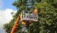 Corporate Capital Tree Service in Wilmington, DE Tree Services