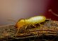 Summer Capital Termite in Long Branch, NJ Pest Control Services