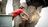 Little Pond Tree Services in Ellicott City, MD