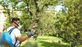 Etiwanda Falls Tree Experts in Rancho Cucamonga, CA Tree Services