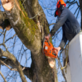 Heart of Georgia Tree Removal Solutions in Macon, GA Tree Service