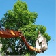 Florence Tree Service Downey in Downey, CA Tree Consultants