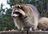 Naptown Wildlife Control Solutions in Indianapolis, IN 46214 Animal Behavioral Services