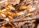 Patrick Dickey in Chapel Hill, NC Exporters Pest Control Services