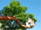 Colony Tree Service Upland in Upland, CA Lawn & Tree Service