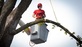 Palm Avenue Tree Service Highland in Highland, CA Tree Service