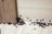 Golf Capital Termite Experts in Naples, FL
