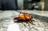 Jonquil City Pest Control in Smyrna, GA