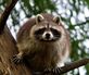 Cardinal Wildlife Control Experts in Canton, OH Animal Hospitals