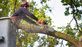 Weha Tree Service in West Hartford, CT Tree Service Equipment
