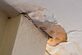 Golf City Mold Experts in Myrtle Beach, SC Real Estate Inspectors