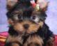 Healthy Yorkie Maltese Puppies Available in Downtown - Miami, FL Pet Supplies