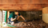 Paper City Termite Removal Experts in Kalamazoo, MI