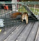 Trapper Joe’s Wildlife Control in Greenfield, IN Animal Control