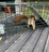 Trapper Joe’s Wildlife Control in Greenfield, IN