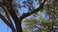 Central Texas Arbor Care in Austin, TX Tree Service Equipment