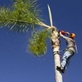 Amazing Tree Experts in Newcastle, CA Lawn & Tree Service