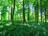 Newcastle Tree Service in Newcastle, CA