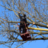 West Tree Service in New Albany, OH