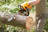 Wausau Tree Service Pros in Wausau, WI