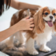 Butter Paws in Huntington Beach, CA Pet Grooming & Boarding Services