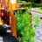 Lincoln Tree Services in Lincoln, CA