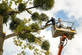Green Tree Service West Sacramento in West Sacramento, CA Tree & Shrub Transplanting & Removal