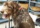 Small & Tall Grooming in Roseville, MN Pet Boarding & Grooming