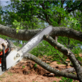 SL Tree & Outdoor Services in Lothian, MD Lawn & Tree Service
