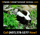 Orlando Animal Removal Services in South Eola - Orlando, FL Animal Shelters & Protection Agencies