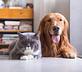 Pet Care Services in Beverly Hills, CA 90211