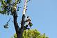 Port Charlotte Tree Service in Port Charlotte, FL Tree & Shrub Transplanting & Removal