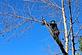 WEL Tree Service of Puyallup in Puyallup, WA Plants Trees Flowers & Seeds