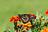 Ajmal Tree Services in Santa Ana,, CA
