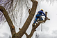Bethesda Tree Service Pros in Bethesda, MD Tree Service Equipment