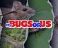 It's Bugs Or Us Pest Control - Tyler in Tyler, TX Pest Control Services