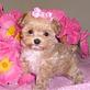 Dog Breeders in Danville, CA 94526