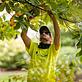 Leicester Tree in Downtown Des Moines - Des Moines, IA Landscape Contractors & Designers