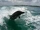 Panama City Beach Dolphin Tours & More in Panama City, FL Tours & Guide Services