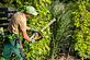 Wilkes Barre PA Tree Service in Wilkes Barre, PA Plants Trees Flowers & Seeds