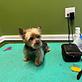Lorena’s grooming cats & dogs in Lindenhurst, NY Pet Care Services