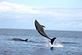 Boat Services in Panama City, FL 32408