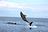 Visit Shell Island in Panama City, FL