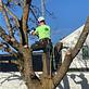 Arbor Pro Tree Service in Ogden, UT Tree & Shrub Transplanting & Removal
