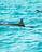 Panama City Beach Dolphin Cruise in Panama City Beach, FL
