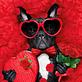 Master Quality Grooming in Rocky Point, NY Pet Grooming & Boarding