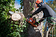 Warren Tree Service in Warren, OH Plants Trees Flowers & Seeds