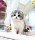 Munchkin Cat For Sale in DULUTH, MN Pet Grooming & Boarding Services
