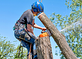 Pocatello Trees in Pocatello, ID Tree & Shrub Transplanting & Removal